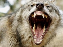 Волки-мутанты терроризируют область: украинцев предупредили об опасности