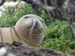 Притворился слоном: ученые нашли тюленя с живым угрем в носу