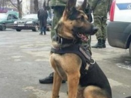 На Днепропетровщине полиция задержала "телефонного террориста"