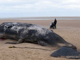 На берег выбросило кита, в желудке которого нашли 6 кг пластика