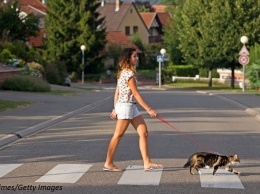 Почему вы обязаны выгуливать не только собак, но и кошку!