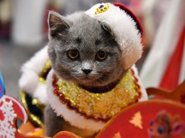 Осторожно, Новый год: как уберечь кошку от опасностей праздника