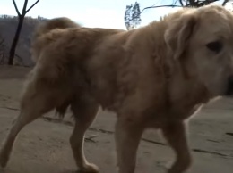 Американский пес месяц ждал хозяев возле уничтоженного огнем дома в Калифорнии