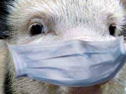 Африканская чума свиней в Рубежном: информация для жителей города