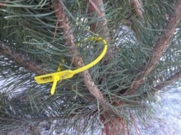 Перед Новым годом в Киеве усилили охрану елок