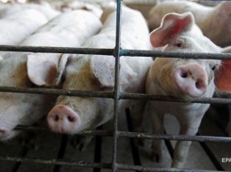 В Луганской области на свалке нашли трупы зараженных свиней