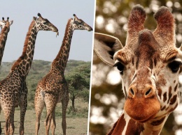 Жирафы только что попали в список животных, которым грозит вымирание