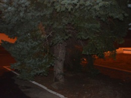 Предновогодняя кража: житель Измаила пилил елки возле мэрии