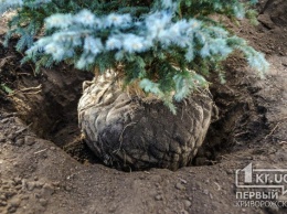 Беспокоясь о 200 видах хвойных, криворожский ботсад закрыл посещения до конца года