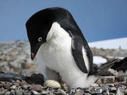 Пингвины перешли на жесткую диету из-за изменения климата - ученые