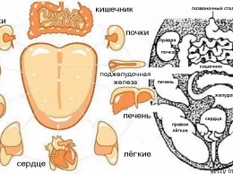 Как зубы связаны с поведением и здоровьем: древняя китайская? карта?