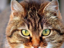 Кот на беговой дорожке "взорвал" сеть (видео)