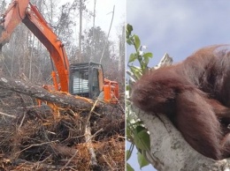 Тревожные кадры: Орангутан пытается отбиться от грузовика, уничтожающего его дом
