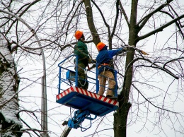 Сегодня на улице Садовой начнут сносить аварийные деревья. Николаевцев просят быть начеку