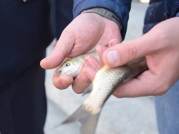 Зарыбление водоемов Николаевской области. Куда выпустили более 2 млн. экземляров молоди рыб