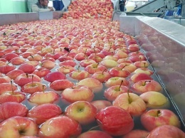 Распробовали. Сингапур и ОАЭ наращивают закупки украинских яблок