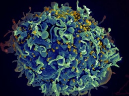 Вакцина против ВИЧ смогла излечить нечеловекообразных приматов