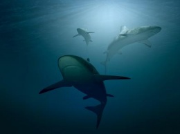 В ядовитой воде внутри вулкана Тихого океана ученые нашли акул-мутантов