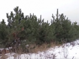 Корреспондент NEWSONE посетила плантацию, где выращивают новогодние елки