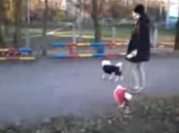 Конфликт из-за собаки в Харькове. История получила продолжение