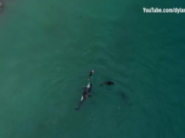 Редкое видео: семья касаток поплавала с пловчихой (видео)