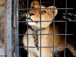 В Украине запретят диких животных в цирках. Потому что они страдают