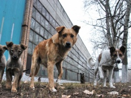 Под Харьковом на мужчину напали собаки