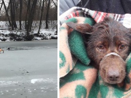 Он пытался спасти тонущего бродячего пса - и сам провалился под лед!