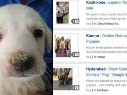 В Фейсбуке больше нельзя продавать щенков или вещи из кожи и меха