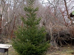 В Кузбассе чиновники срубили для города елку на огороде местного жителя