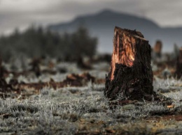 Вырубка лесов вредит Земле больше, чем пластик! Главная проблема - еда