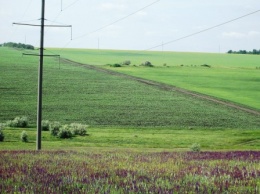 В Николаевской области фермер самовольно засеял подсолнухами 22 гектара пастбищ