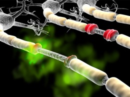 Ученые определили биомаркер, который позволит прогнозировать склероз на ранней стадии