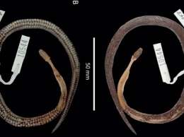 Ученые нашли в желудке змеи рептилию неизвестного вида