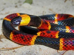 Неизвестный науке вид змеи обнаружен в желудке другой змеи