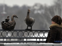 На мосту в Виннице "поселилась" милая компания: гуси, голуби и коты