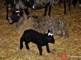 Овцы, спасенные в Одесской области от голодной смерти, привели ягнят