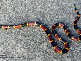 Неизвестный вид рептилии обнаружили в желудке змеи