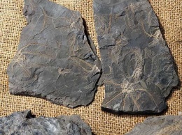 В историческом музее Днепра появились экспонаты, которым 300 миллионов лет