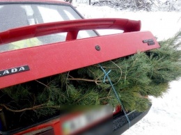 Под Киевом остановили набитую елками машину