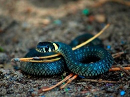 Из желудка змеи извлекли новый уникальный вид змей