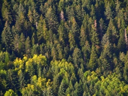 На Николаевщине райгосадминистрация незаконно продала участок леса стоимостью более 1 млн грн
