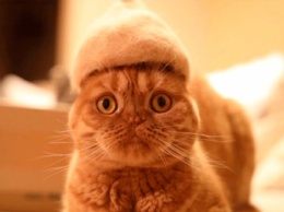Японец делает котикам шапки из их собственной шерсти (ФОТО)