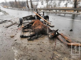 Лошадь при смерти: в Кривом Роге авто столкнулось с конной упряжкой