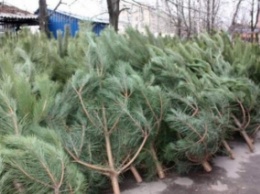 В Украине могут запретить продавать елки