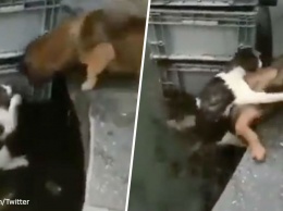 Трогательный момент попал на видео: Пес вытаскивает из воды тонущего кота