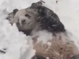 Панда радуется снегу, как ребенок - смотри видео