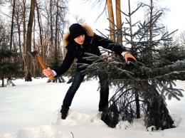 В Киеве двое пьяных украинцев пытались украсть новогоднюю елку, ее владелец отбивался топором