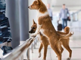 В России из шакалов вывели уникальную породу собак