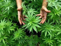 Таиланд стал первой страной в Азии, которая легализовала медицинское использование марихуаны